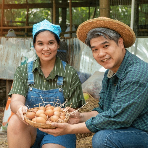 Technical Advice Egg Farming